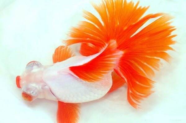辦公室金魚