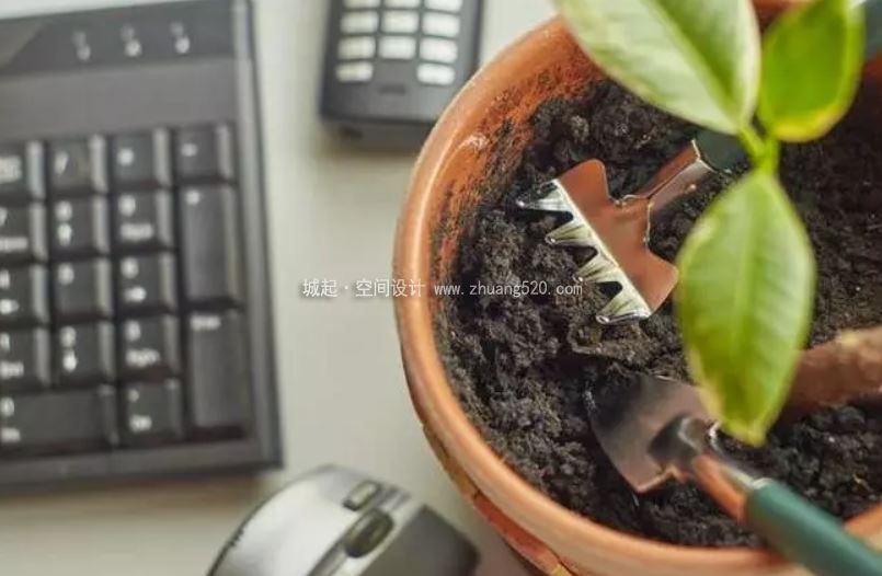 辦公室植物養(yǎng)護